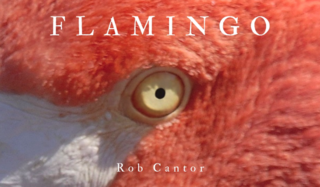 Flamingo-cover.png